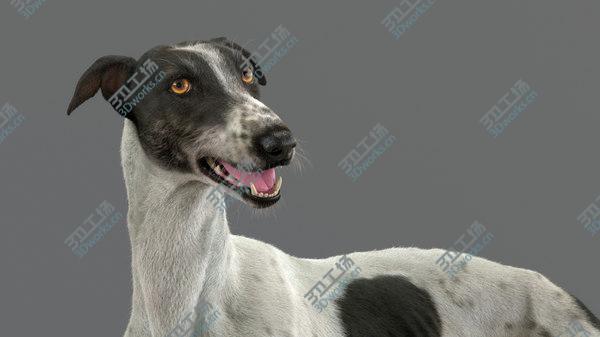 images/goods_img/20210312/3D Greyhound (4) (Fur) (Rigged) model/1.jpg